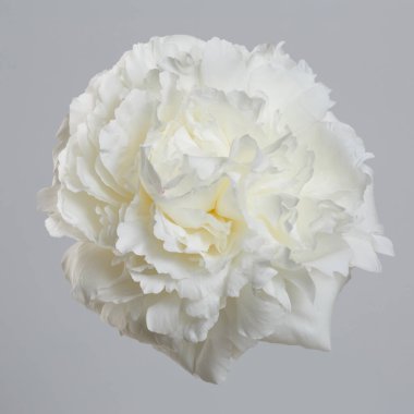 Gri arkaplanda yalıtılmış beyaz şakayık çiçeği.