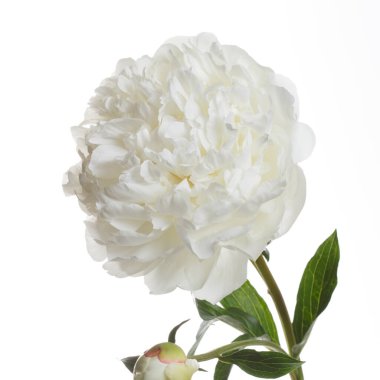 Beyaz arkaplanda izole edilmiş yumuşak beyaz şakayık çiçeği.