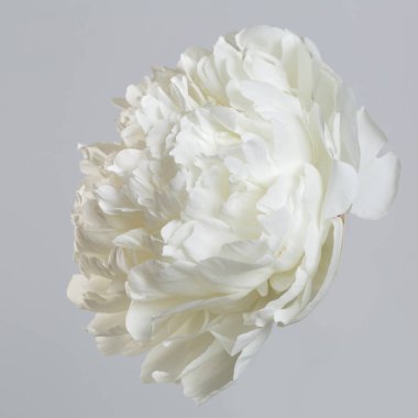 Gri arkaplanda yalıtılmış beyaz şakayık çiçeği.