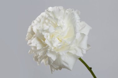 Gri arkaplanda yalıtılmış beyaz şakayık çiçeği.