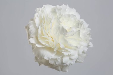 Gri arkaplanda yalıtılmış beyaz şakayık çiçeği.