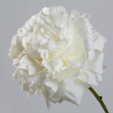 Gri arkaplanda yalıtılmış beyaz şakayık çiçeği.