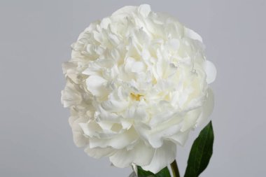 Gri arkaplanda yalıtılmış beyaz şakayık çiçeği.