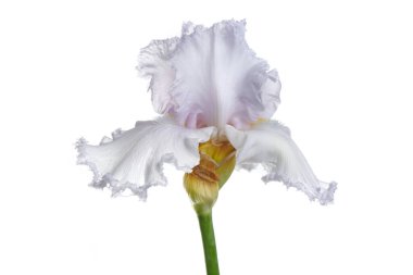 Beyaz arka planda yalıtılmış narin açık leylak çiçeği..