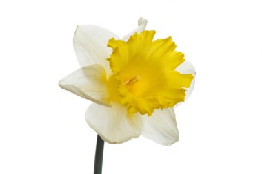 Beyaz arkaplanda izole edilmiş beyaz sarı nergis çiçeği.