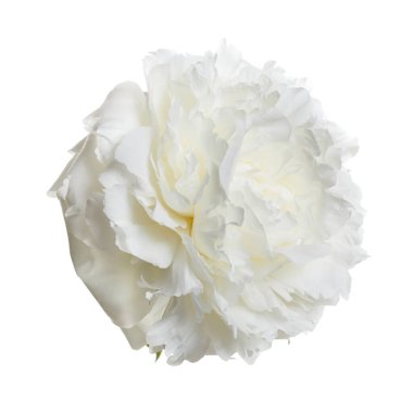 Beyaz fonda beyaz şakayık çiçeği izole.