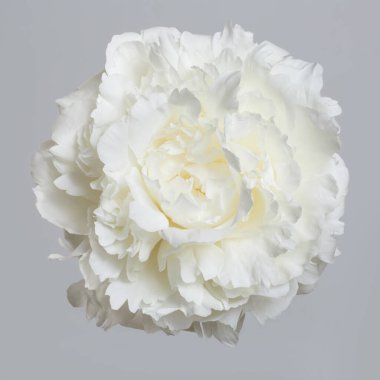 Beyaz şakayık çiçeği gri arka planda izole edilmiş.