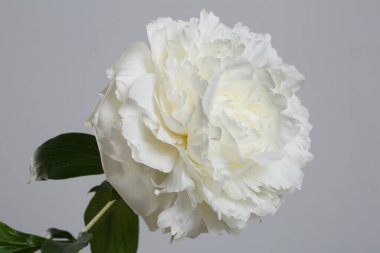 Beyaz şakayık çiçeği gri arka planda izole edilmiş.