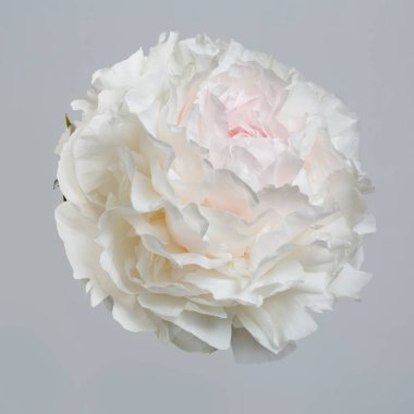 Gri arka planda ince pembe ve beyaz şakayık çiçeği..