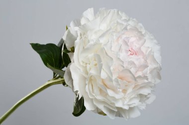 Gri arka planda ince pembe ve beyaz şakayık çiçeği..