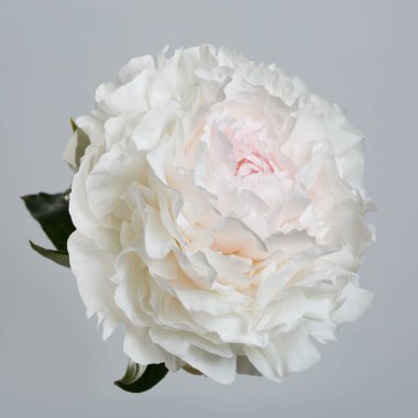 Gri arka planda ince pembe ve beyaz şakayık çiçeği..