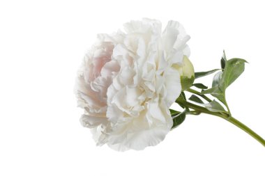 Yumuşak pembe ve beyaz şakayık çiçeği beyaz arka planda izole.