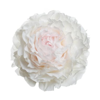 Yumuşak pembe ve beyaz şakayık çiçeği beyaz arka planda izole.
