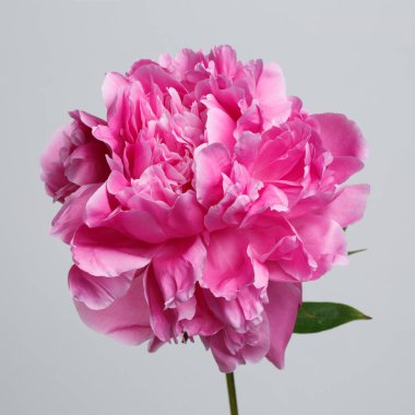 Gri arka planda izole edilmiş parlak pembe şakayık çiçeği..