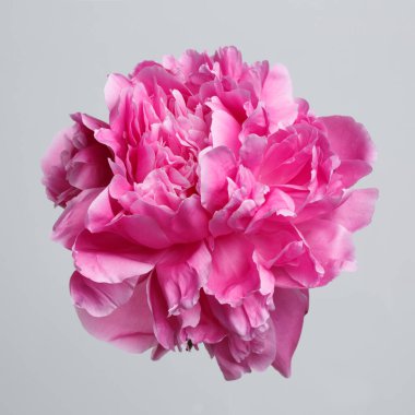 Gri arka planda izole edilmiş parlak pembe şakayık çiçeği..