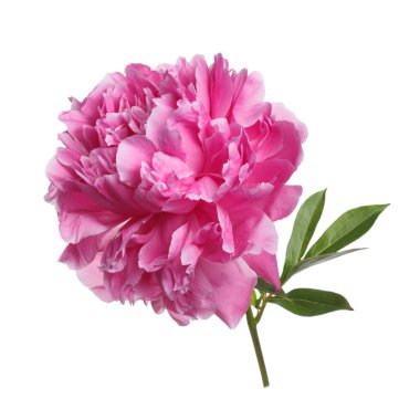 Beyaz arka planda izole edilmiş parlak pembe şakayık çiçeği..