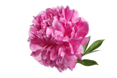 Beyaz arka planda izole edilmiş parlak pembe şakayık çiçeği..