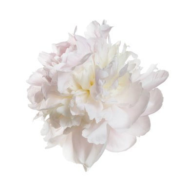 Nazikçe pembe şakayık çiçeği beyaz bir arkaplanda izole edilmiş..