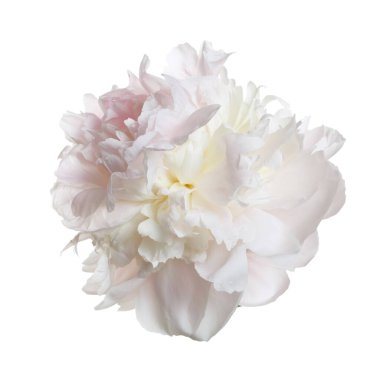 Nazikçe pembe şakayık çiçeği beyaz bir arkaplanda izole edilmiş..