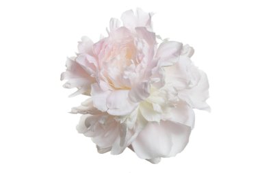 Nazikçe pembe şakayık çiçeği beyaz bir arkaplanda izole edilmiş..