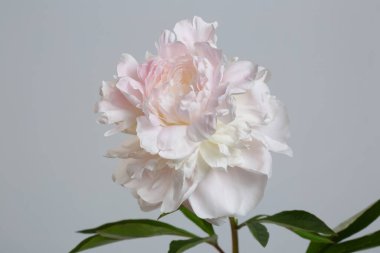 Gri arka planda izole edilmiş yumuşak pembe şakayık çiçeği.