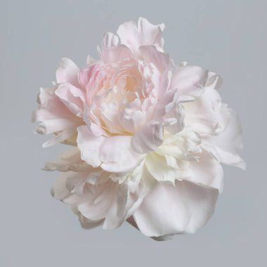 Gri arka planda izole edilmiş yumuşak pembe şakayık çiçeği.