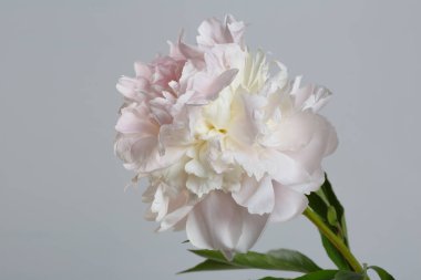 Gri arka planda izole edilmiş yumuşak pembe şakayık çiçeği.