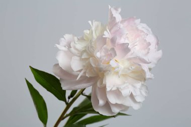 Gri arka planda izole edilmiş yumuşak pembe şakayık çiçeği.