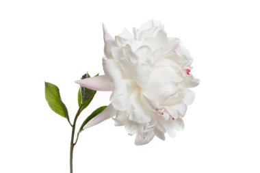 Beyaz arka planda pembe benekli hafif şakayık çiçeği..