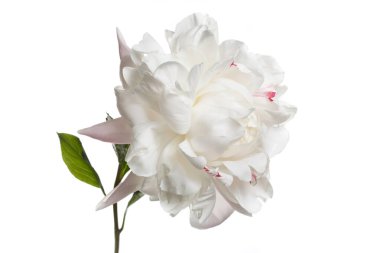 Beyaz arka planda pembe benekli hafif şakayık çiçeği..