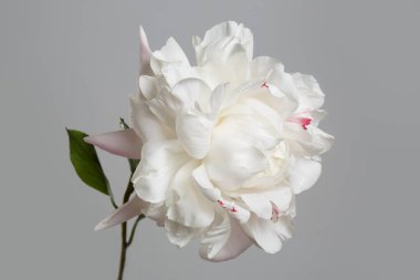 Gri arka planda pembe benekli yumuşak beyaz şakayık çiçeği.