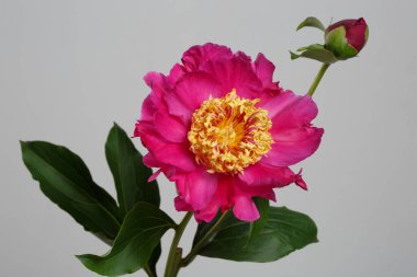 Gri arka planda izole edilmiş bir tomurcuğu olan parlak pembe şakayık çiçeği.