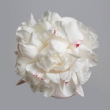 Gri arka planda pembe benekli yumuşak beyaz şakayık çiçeği.