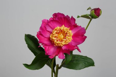 Gri arka planda izole edilmiş bir tomurcuğu olan parlak pembe şakayık çiçeği.