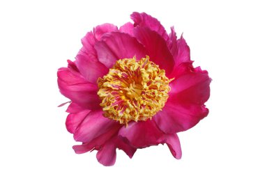 Beyaz arka planda izole edilmiş parlak pembe şakayık çiçeği..