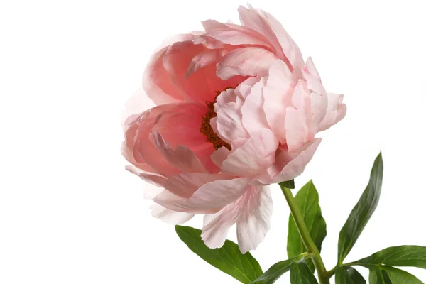 Flor Peonía Rosa Aislada Sobre Fondo Blanco — Foto de Stock