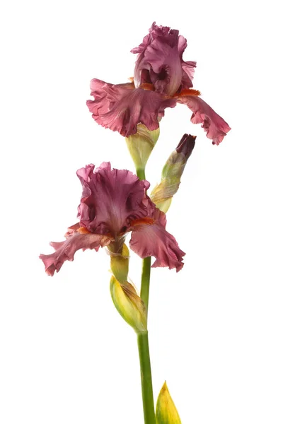 Dunkelbordeaux Lila Iris Blume Isoliert Auf Weißem Hintergrund — Stockfoto