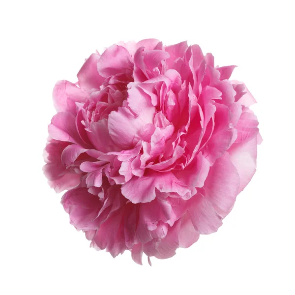 Rosa Pion Blomma Isolerad Vit Bakgrund — Stockfoto