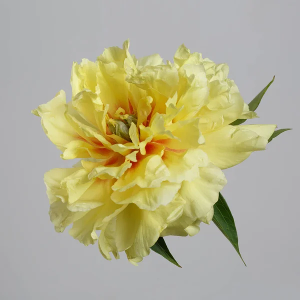 Yellow Peony Flower Isolated Gray Background — Stock Photo, Image