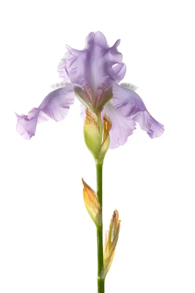 Zarte Lila Iris Blume Isoliert Auf Weißem Hintergrund — Stockfoto