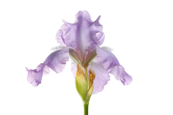 Zarte Lila Iris Blume Isoliert Auf Weißem Hintergrund — Stockfoto