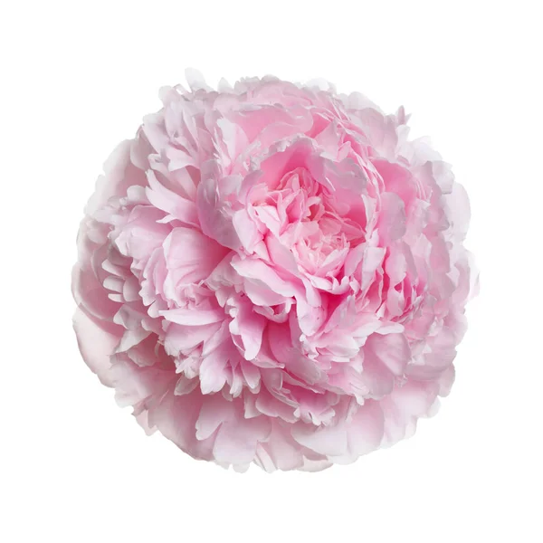 白地にピンクの牡丹の花を咲かせます — ストック写真
