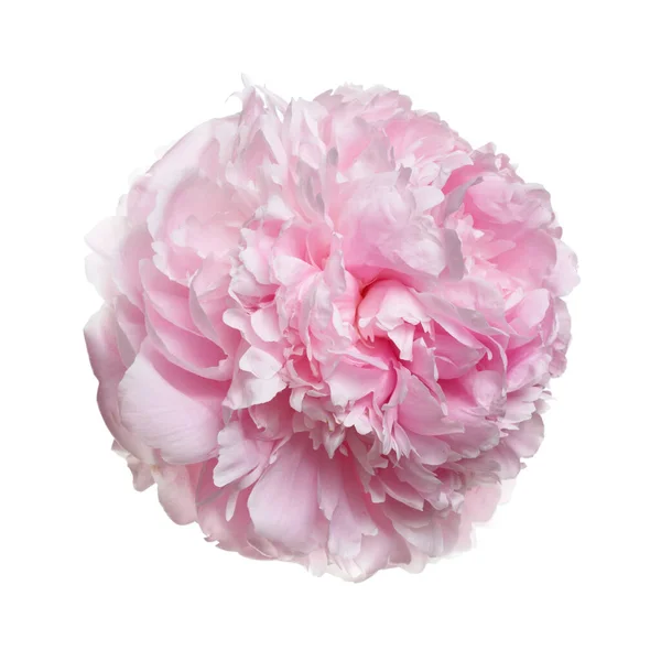 Tenero Fiore Peonia Rosa Isolato Sfondo Bianco — Foto Stock