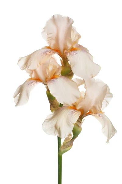 Zarte Irisblüte Isoliert Auf Weißem Hintergrund — Stockfoto