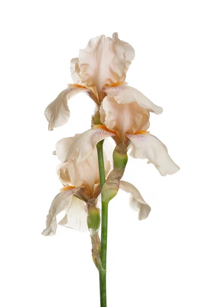 Zarte Irisblüte Isoliert Auf Weißem Hintergrund — Stockfoto