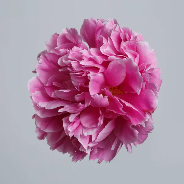 Ροζ Λουλούδι Παιώνιος Απομονώνονται Γκρι Φόντο — Φωτογραφία Αρχείου