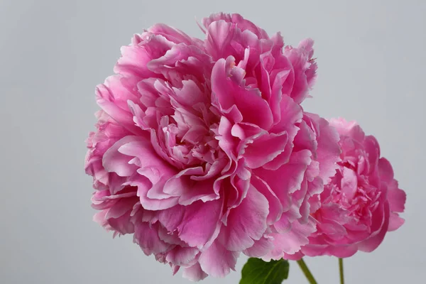 Rózsaszín Bazsarózsa Virág Elszigetelt Szürke Háttér — Stock Fotó