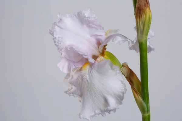 灰色の背景に孤立した繊細な光のライラックの虹彩の花 — ストック写真