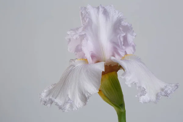 Délicate Fleur Iris Lilas Clair Isolée Sur Fond Gris — Photo