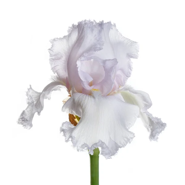 Zarte Lila Irisblüte Isoliert Auf Weißem Hintergrund — Stockfoto